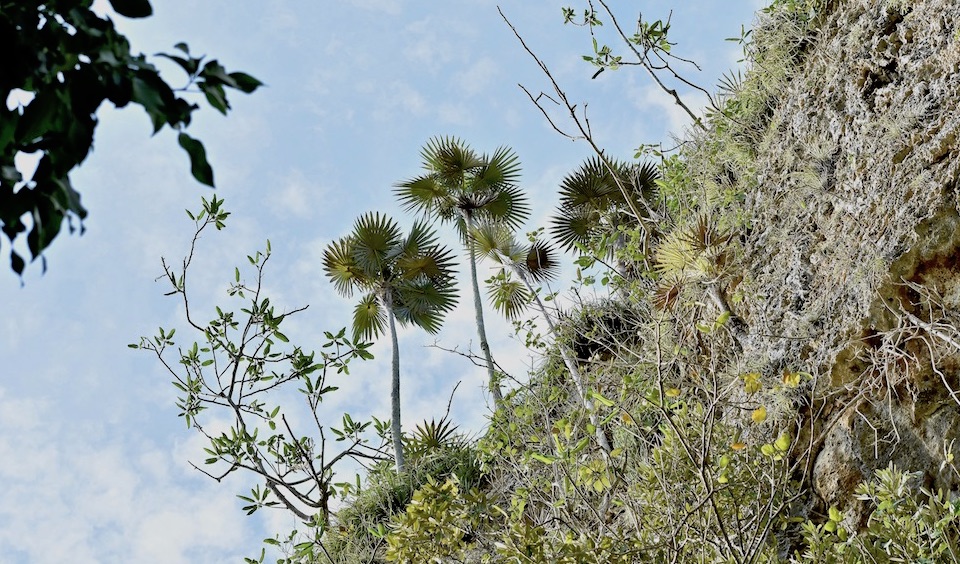 Endemic Coccothrinax yuraguana Palm Tree Baracoa Eastern Cuba