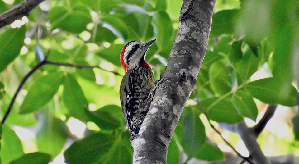 Cuban Green Woodpecker • Baracoa Eastern Cuba • Xiphidiopicus percussus • Pic poignardé