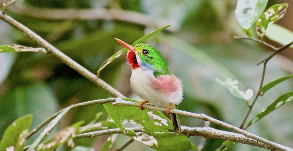 Cuban Tody (Todus multicolor) Todier de Cuba • Baracoa Eastern Cuba