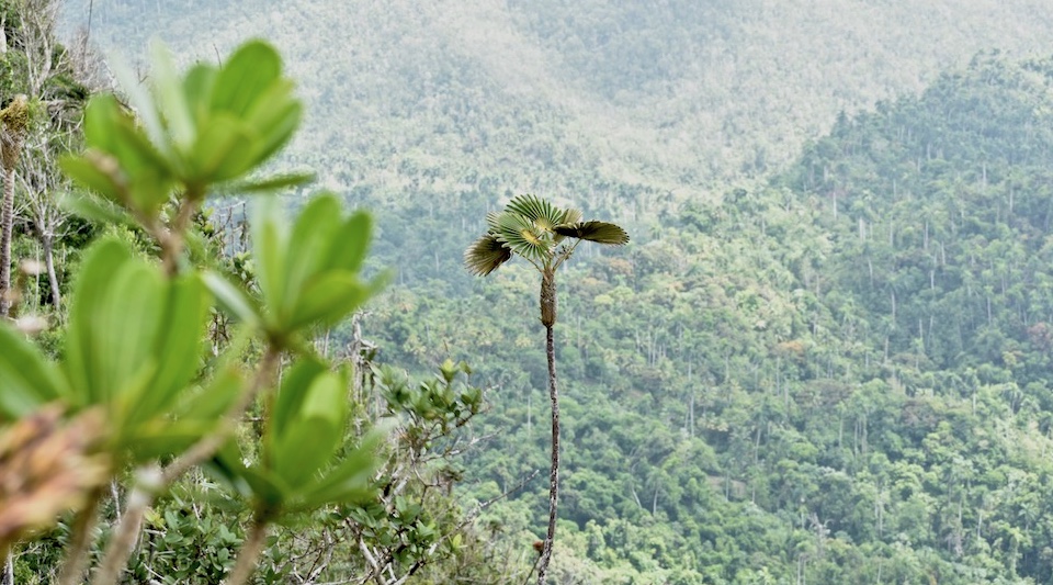 Coccothrinax yunquensis El Yunque Baracoa Cuba • Hiking Randonnée Senderismo