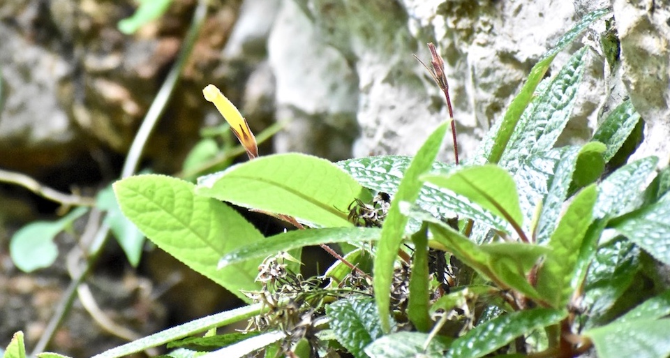 Gesneria glandulosa El Yunque Baracoa Cuba • Hiking Randonnée Senderismo