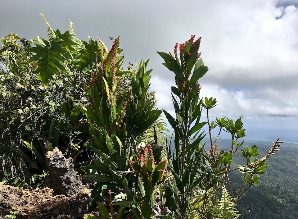 Phyllanthus epiphyllanthus • Tropical Karst • El Yunque • Baracoa Eastern Cuba