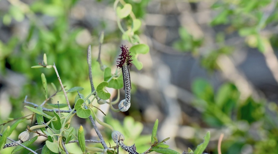 Aristolochia peltata • Eastern Cuba