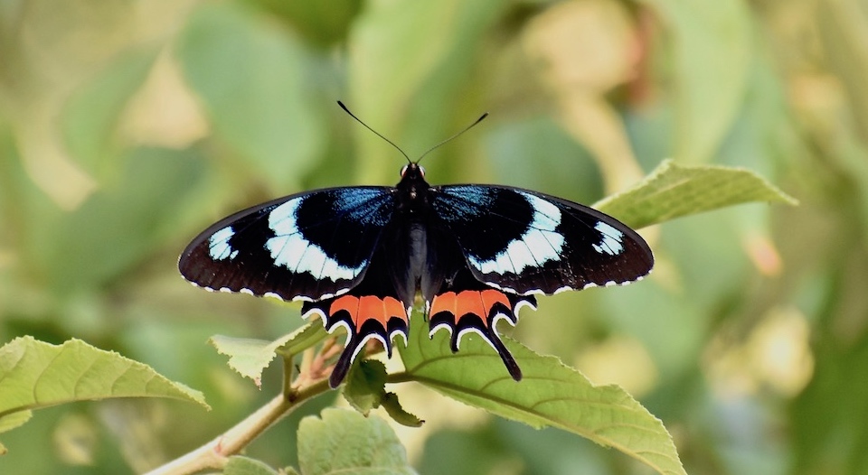 Cuba Butterflies Parides gundlachianus