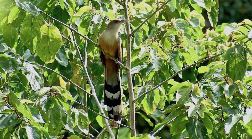 Great Lizard Cuckoo (Coccyzus merlini) • Birding Cuba Birdwatching Ornithologie Pajareo