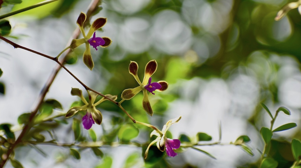 Encyclia howardii • Orchid Orchidée Orquídea • Baracoa Eastern Cuba