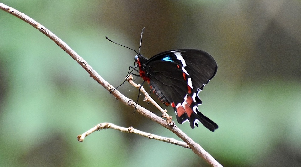 Parides gundlachianus • Butterfly Papillon Mariposa • Baracoa Eastern Cuba