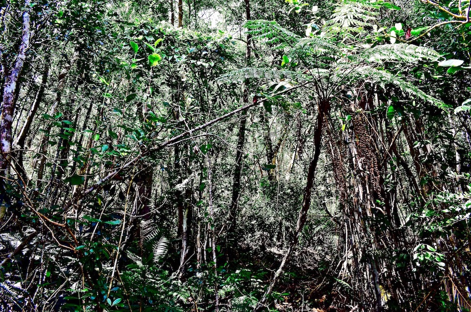 Baracoa Cuba Humboldt Park Nature Travel Photography