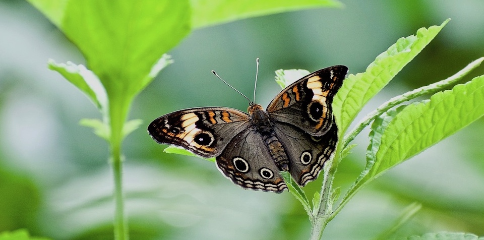 Junonia zonalis • Butterflies • Mariposas • Papillons • Baracoa Cuba