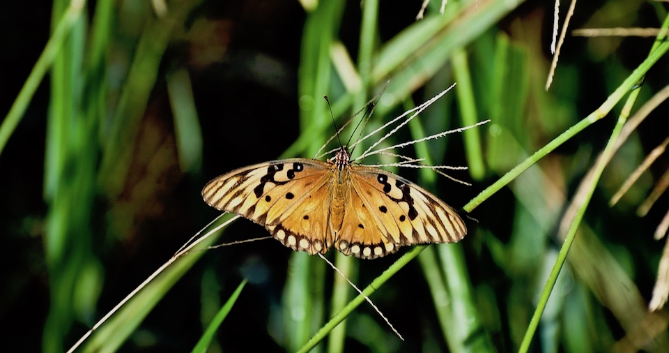 Agraulis vanillae • Butterflies • Papillon • Mariposas • Baracoa Cuba
