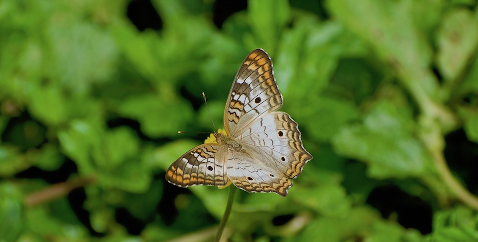 Anartia jatrophae guantanamo • Butterflies • Papillons • Baracoa Cuba