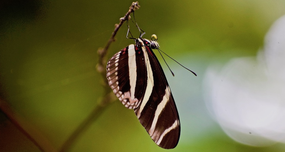 Heliconius charithonia ramsdeni • Butterflies • Papillons • Baracoa Cuba