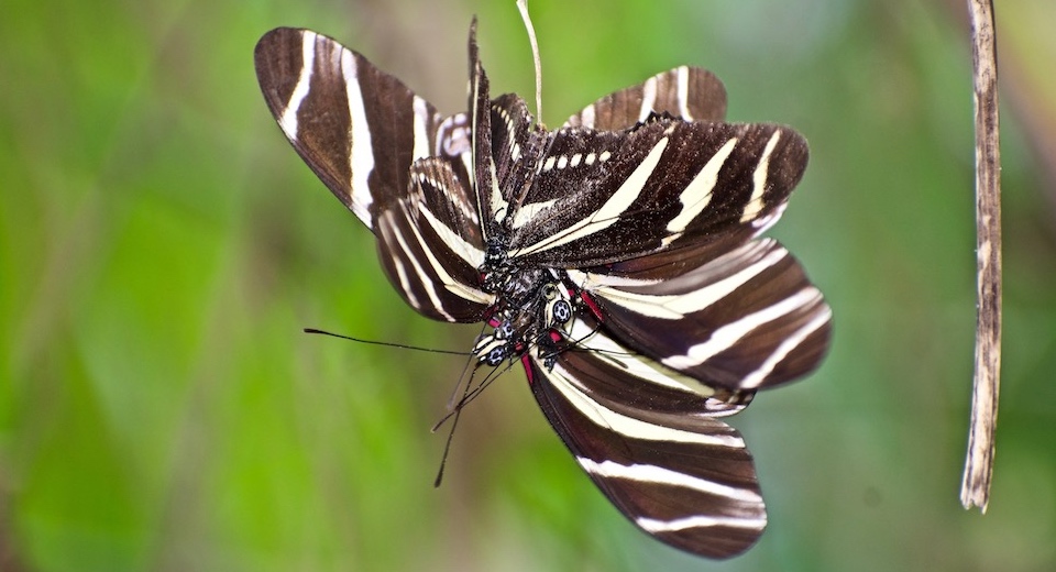 Heliconius charithonia ramsdeni • Butterflies • Papillons • Baracoa Cuba