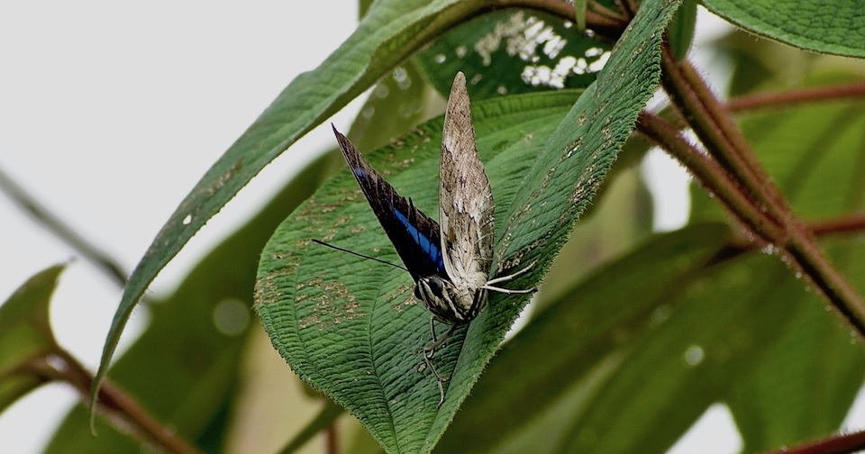 Archaeoprepona demophoon • Butterflies • Papillons • Baracoa Cuba