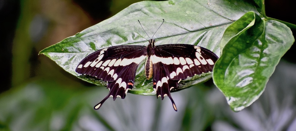 Heraclides oviedo • Butterflies • Papillons • Baracoa Cuba