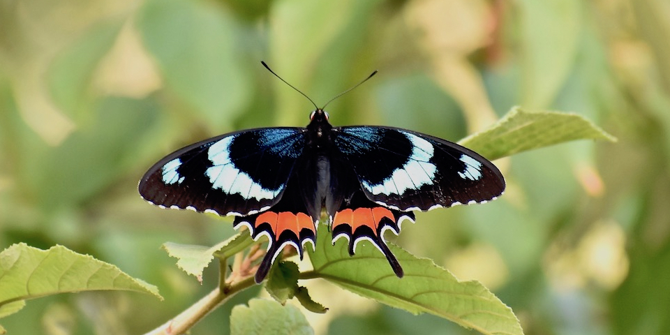 Parides gundlachianus • Butterflies • Papillons • Baracoa Cuba