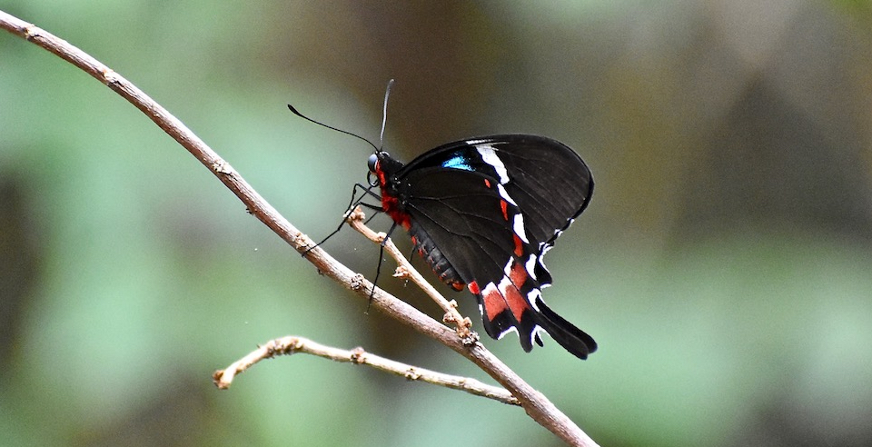 Parides gundlachianus • Butterflies • Papillons • Baracoa Cuba