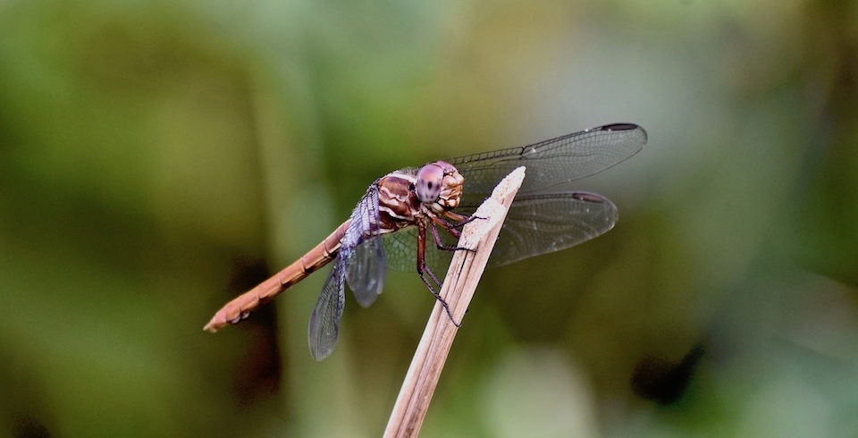 Dragonfly • Libellule • Baracoa Cuba