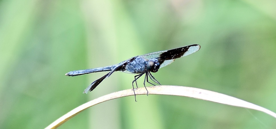 Dragonfly • Libellule • Baracoa Cuba