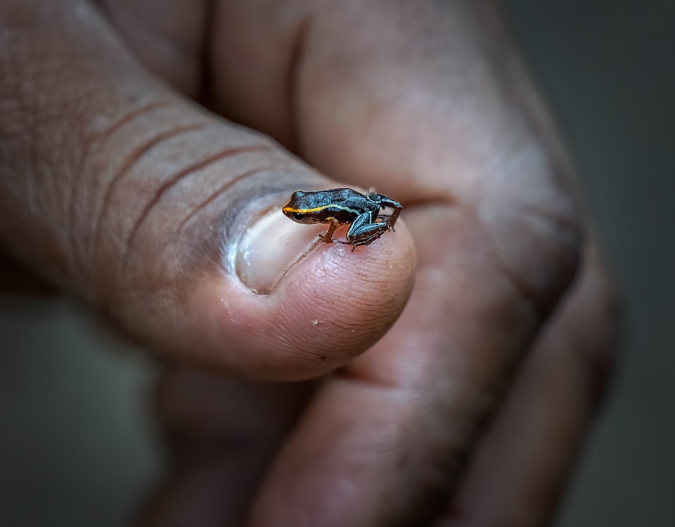 Eleutherodactylus iberia • Frog • Herping • Baracoa Cuba • Photo Paolo Vimercati